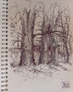 2024 - Prastará alej na hrázi v  L. Bohdanči, pero a tužka, 20 x 15 cm